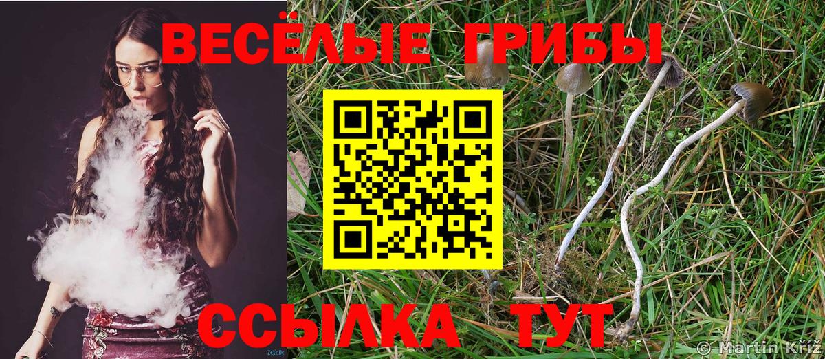 Долгопрудный  Галлюциногенные грибы Psilocybe  Вход с VPN 